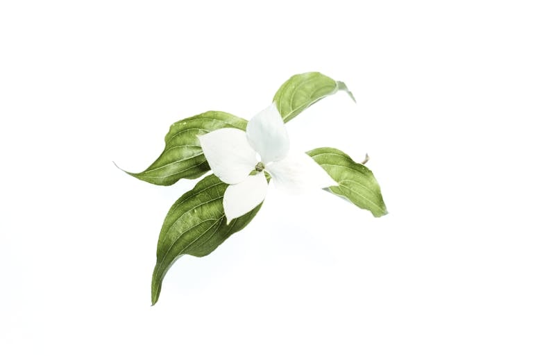 Beautiful A delicate white trillium flower with green leaves isolated on a plain white background.