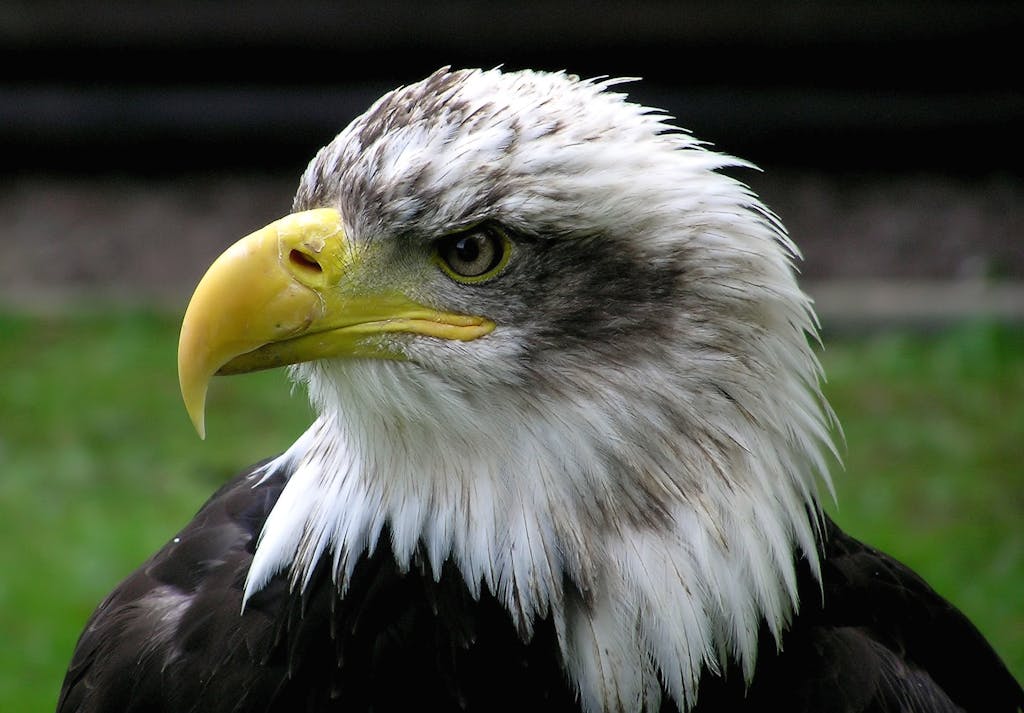 Eagles Rookie Trade Attempt A detailed close-up of a bald eagle showcasing its sharp features and fierce expression in natural surroundings.
