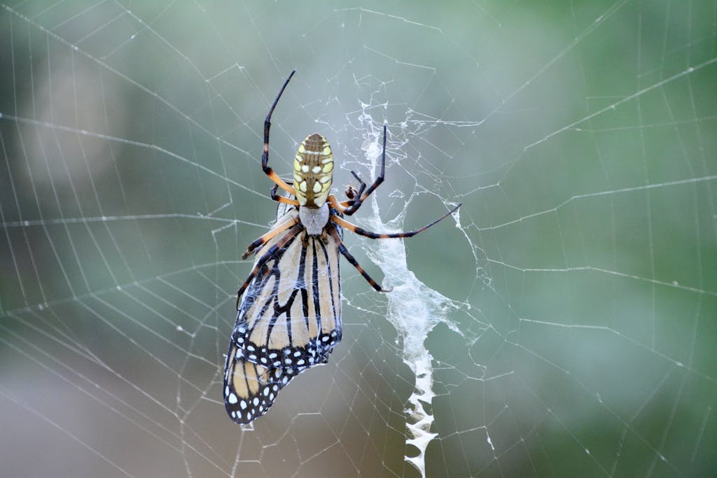 Texas Hunting Forum Detailed image of a spider on its web with prey in San Antonio, Texas.