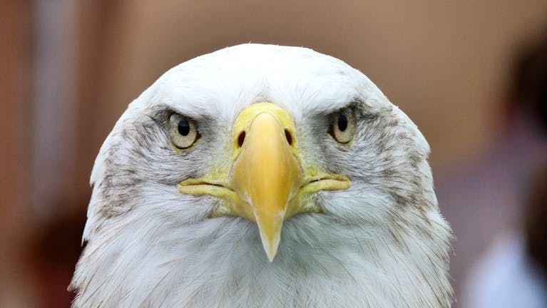 Eagles Rookie Trade Attempt Discover the piercing gaze of a bald eagle up close, showcasing its majestic features in stunning detail.