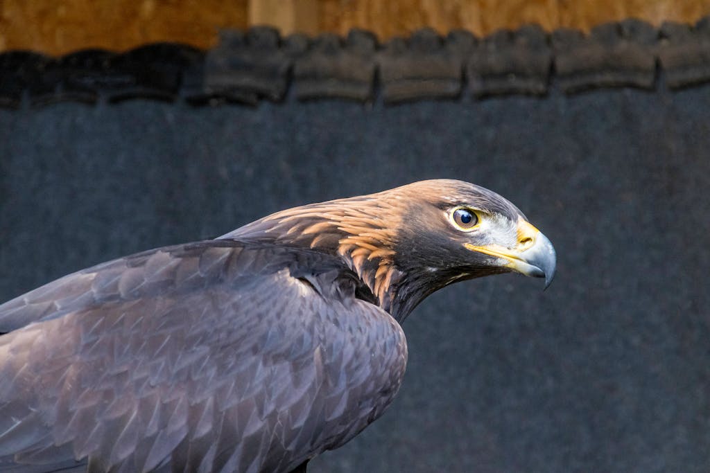 Eagles Rookie Trade Attempt Dramatic close-up portrait of a golden eagle with a dark background