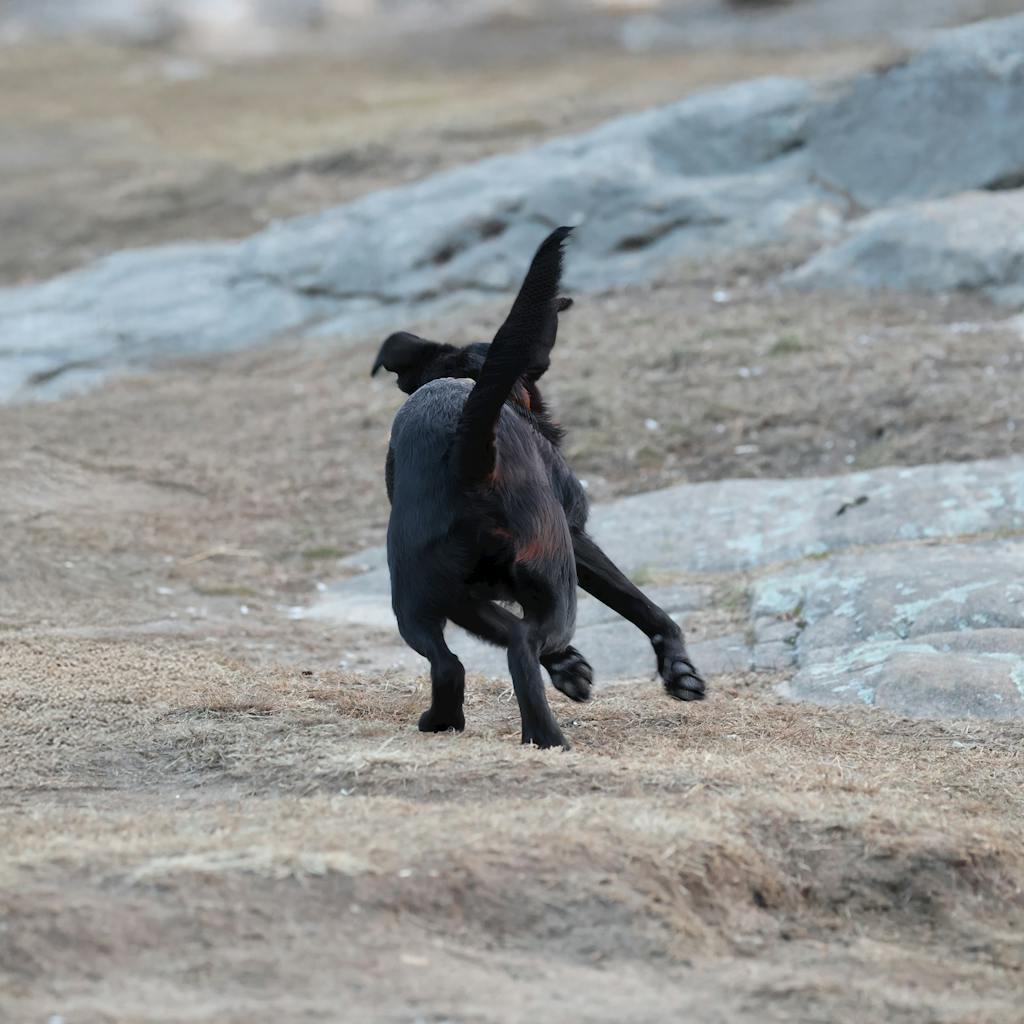 Valplekar Black dog energetically running on rocky terrain, captured outdoors, tail raised in movement.