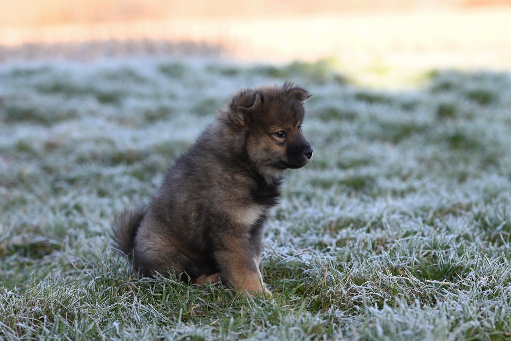 Valplekar Cute puppy sitting on frosty grass in the morning light, capturing a serene winter moment.