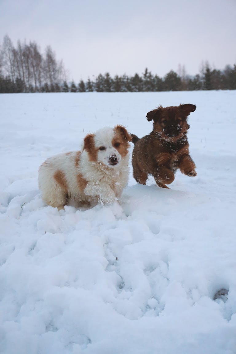 Valplekar Two fluffy puppies playing joyfully in the snow on a winter day.