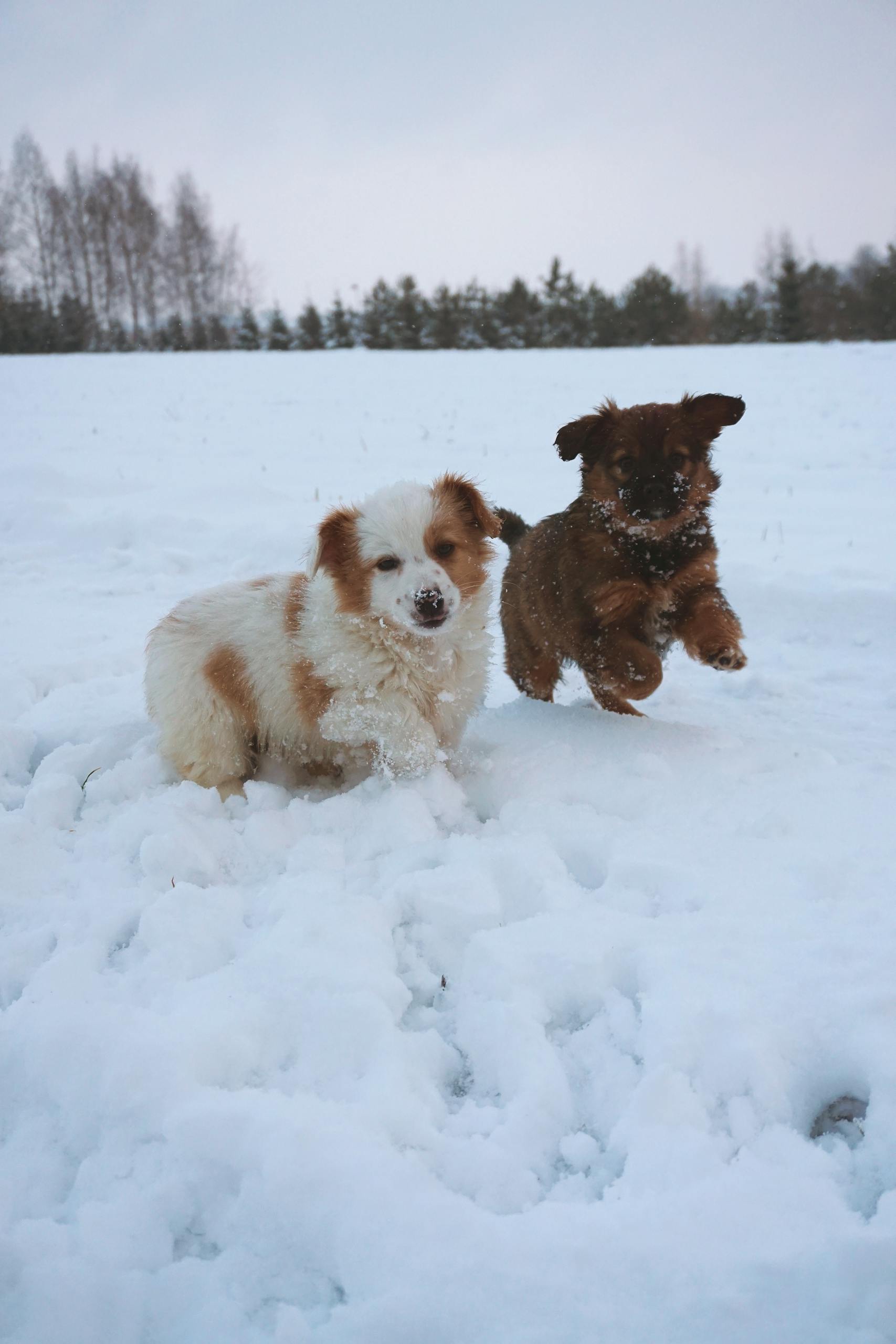 Valplekar Two fluffy puppies playing joyfully in the snow on a winter day.